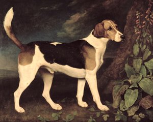 Ringwood, un foxhound de Brocklesby, 1792